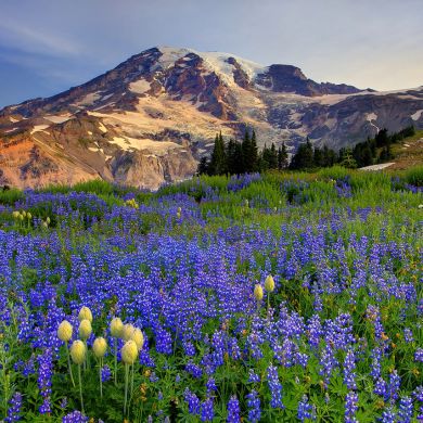 Умм Юсуф Profile Picture