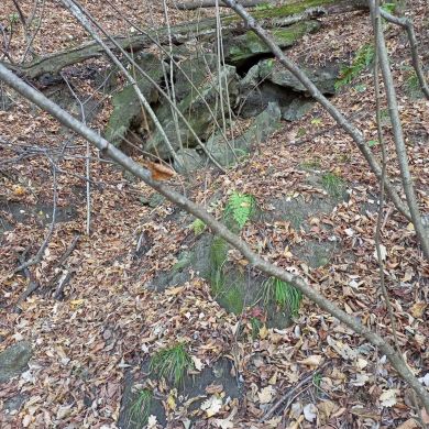 Aslan Tsek Profile Picture