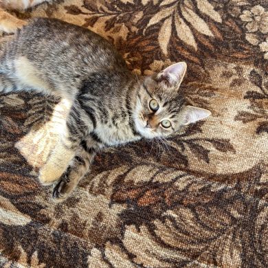 Haris Ibn Abu Sultan