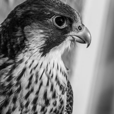 البراء عبد الحسيب