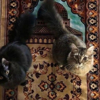 Фатима Шарифова Profile Picture