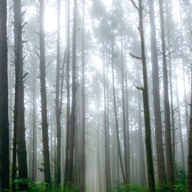 Hadeel Saeed Profile Picture