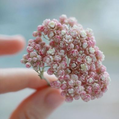 Zara Tem Profile Picture