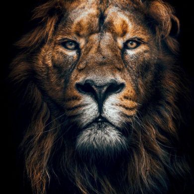 Baysangur Bulgakov Profile Picture