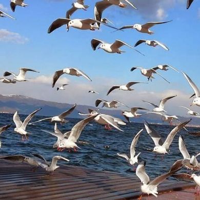 اماندا المومنية Profile Picture