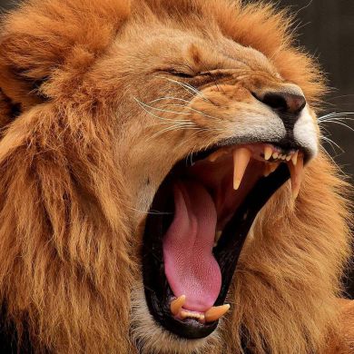 المؤمن بالله ابو سعده Profile Picture