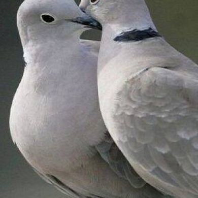 اماني الشمالي