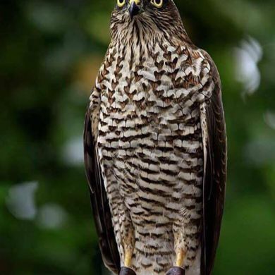 РАЙАН РАЙАН Profile Picture