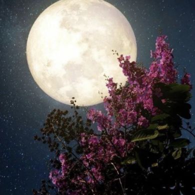 Adam Suleiman Profile Picture