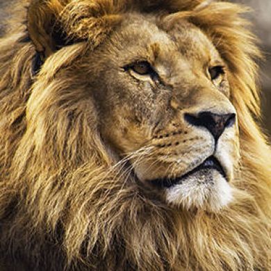 ثائر مطير Profile Picture