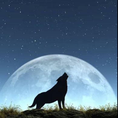 Свободный Гражданин