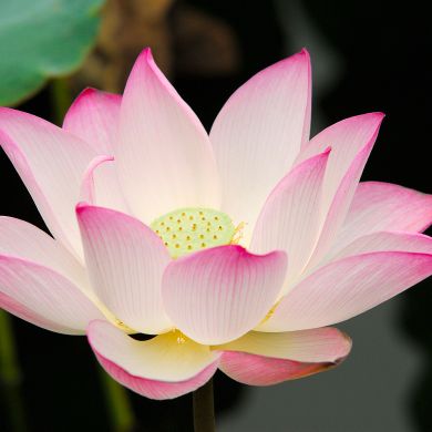 Abdullah Shkatula Profile Picture