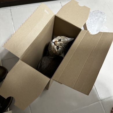 Umar Ibn Al Hattab Profile Picture