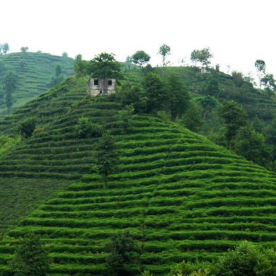 София Якутах