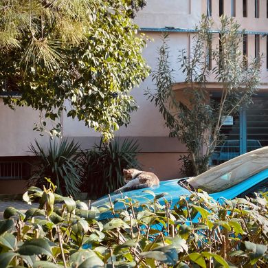 Islam Elmurzaev Profile Picture