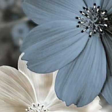 ' Хадиджа ' Profile Picture