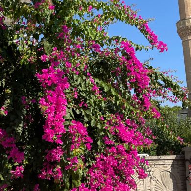 saado margarita Profile Picture