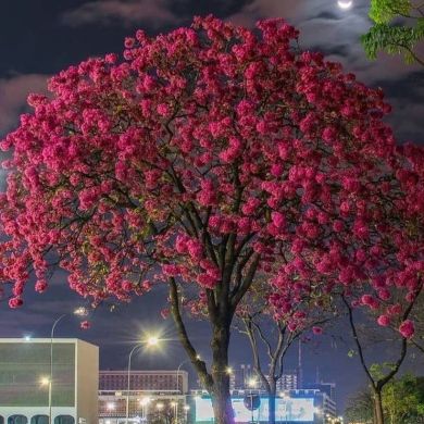 Амина Алиева Profile Picture