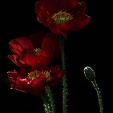 Naile Musafira Profile Picture