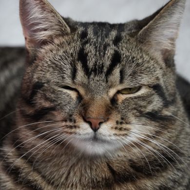 Абу Зейд Profile Picture