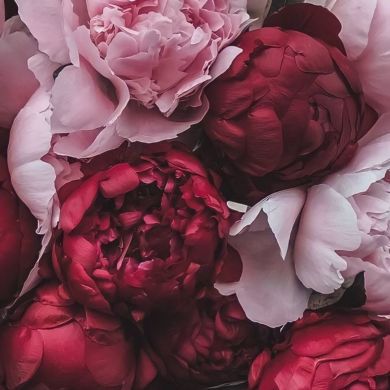 Um Muawiya Profile Picture