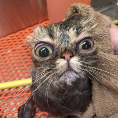 فلان من روسيا Profile Picture