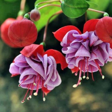 waheed Abd Profile Picture