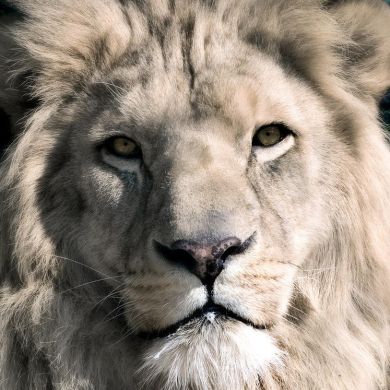 Abdullah Gasanov Profile Picture