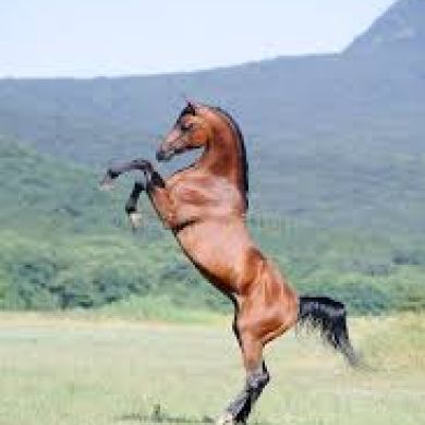 Qp Qp Profile Picture