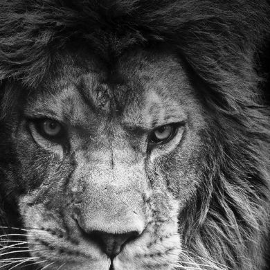 Shamil Bibuinov Profile Picture