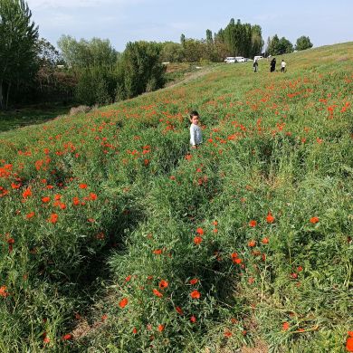 Asliddin  Muminov  Profile Picture