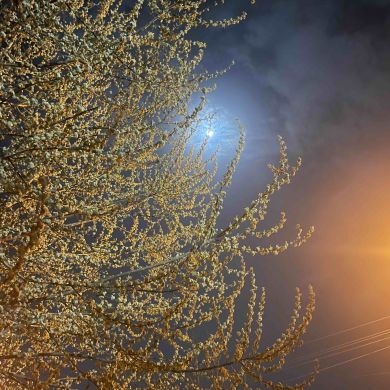 Abu Sumaya Profile Picture