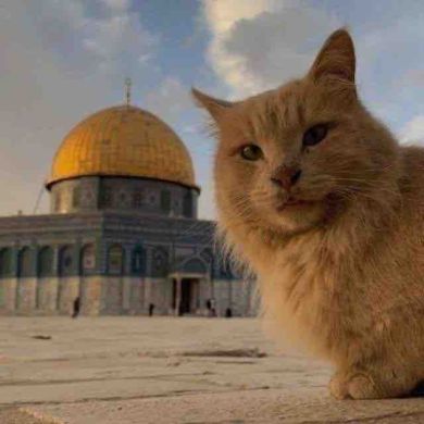 Abu Hamza Profile Picture