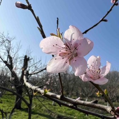 Иният Багирова Profile Picture