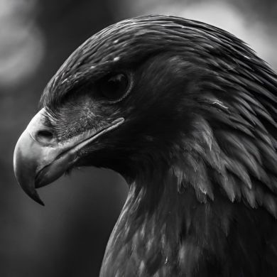 Alimpasha Profile Picture