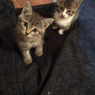 Йахья Керимов