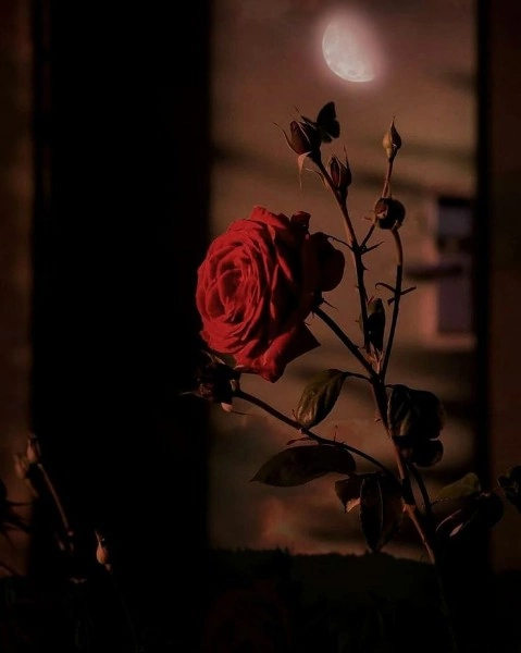 آسيا أم عمر أم عمر