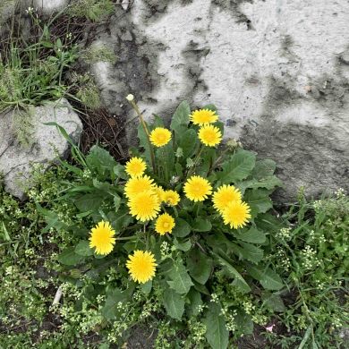 ayana kkkk Profile Picture