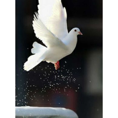 ***""*** ***""*** Profile Picture