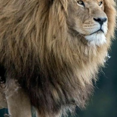 salman Ulbashev Profile Picture