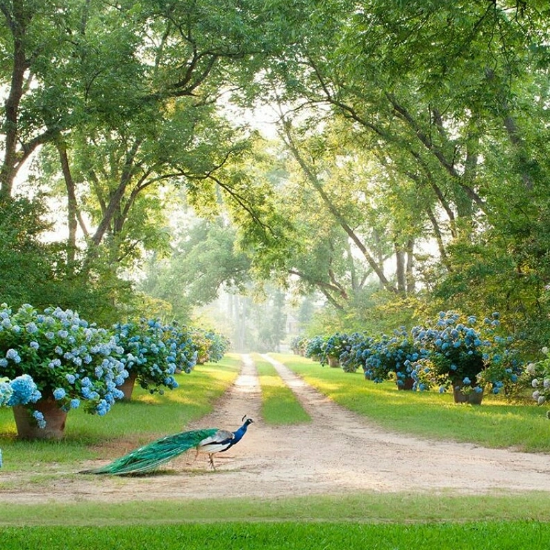 Саби Сабиева