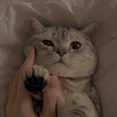 Zuli Kuraeva Profile Picture