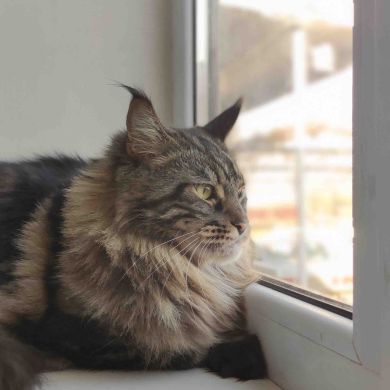 Анзор  Бельтоев