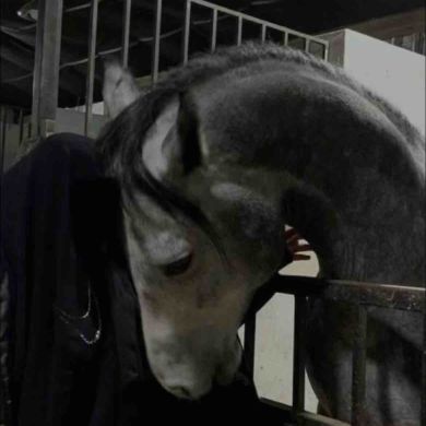 Zi  Amanat Profile Picture