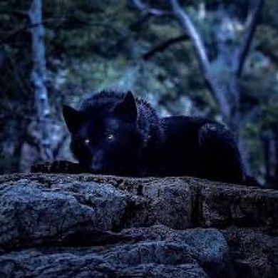 Ｂｌａｃｋ_ Ｂｏｒｚ