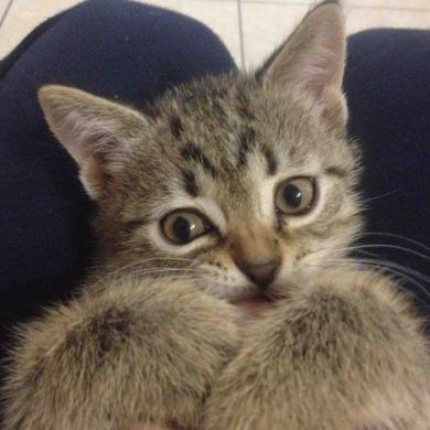 Angela Damadanova Profile Picture