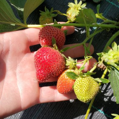 Magomedbeg Magomedov Profile Picture