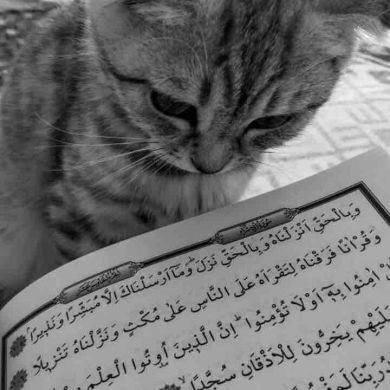 AN NABI Profile Picture