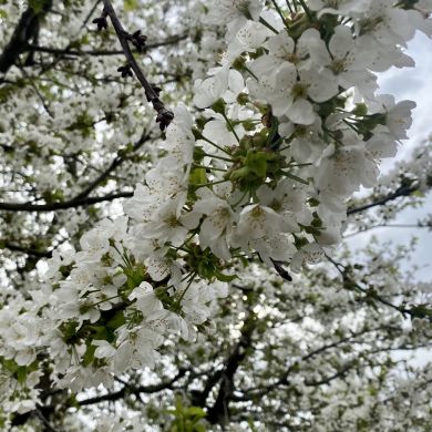 Liana Meshlok Profile Picture