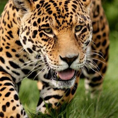 Frigat Lopez Profile Picture